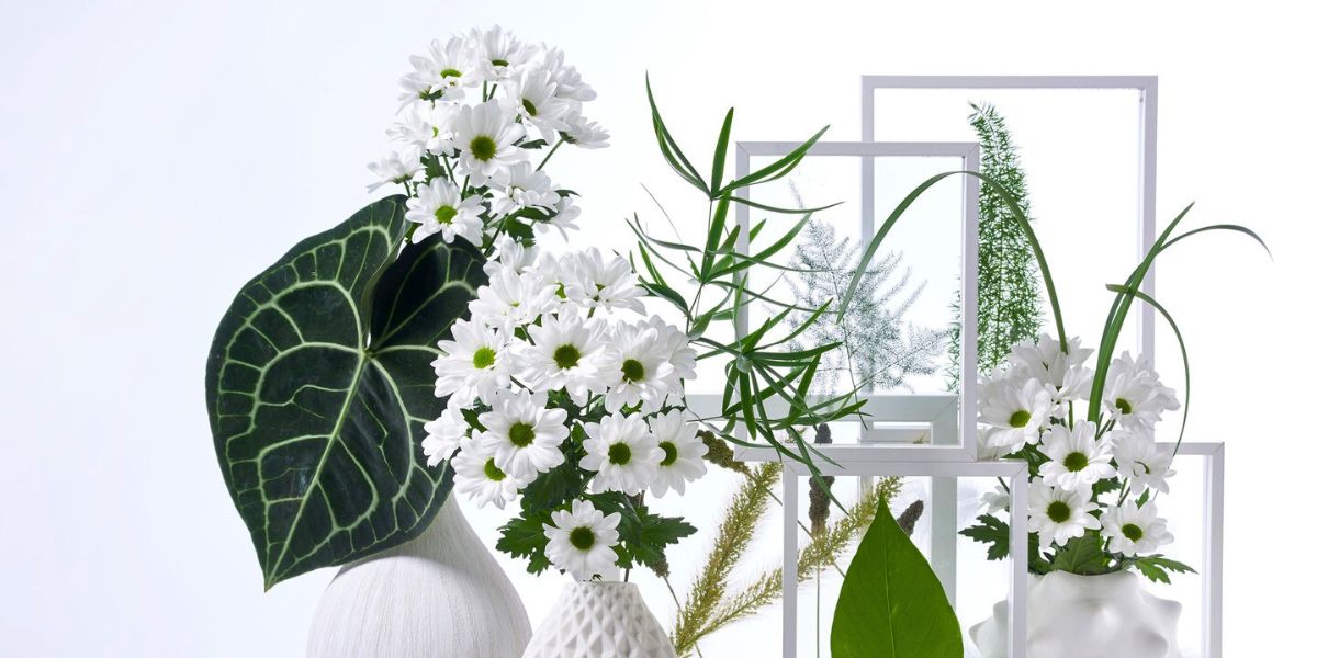 Chrysanthemum Chic by Royal Van Zanten