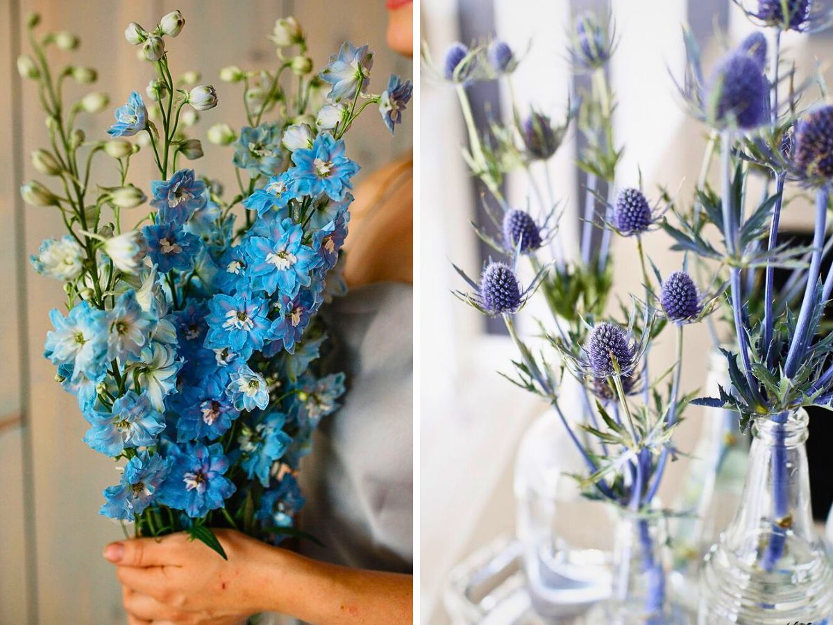 Delphinium by JARDILAND and thistle by Sybil - These birthday flowers also represent Aquarius zodiac and carry their own symbolic meanings
