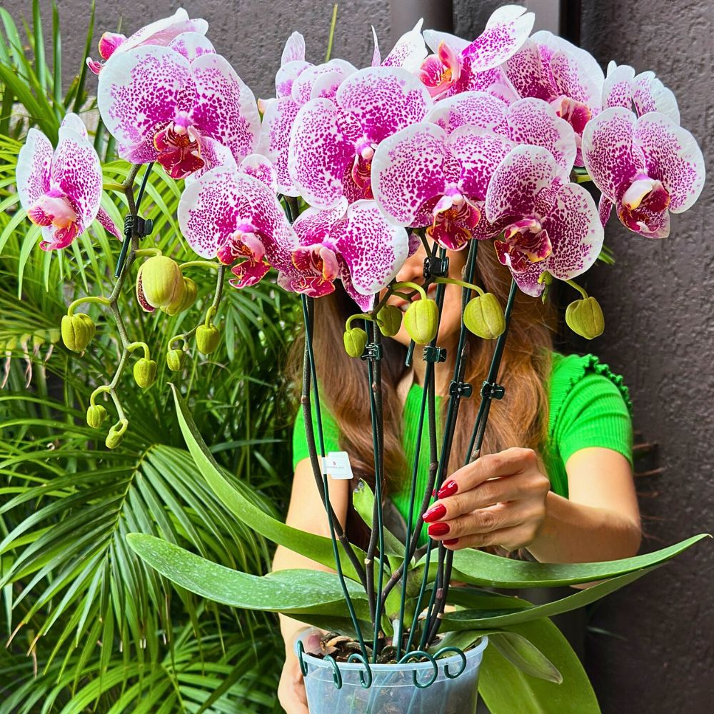 One of the aquarius flowers is the orchid