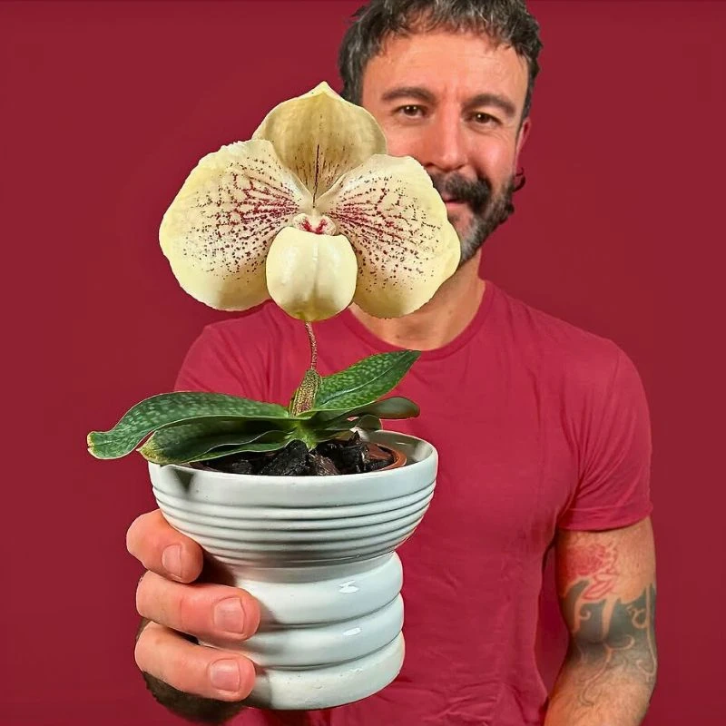 The Aquarius Flower – All About the Flowers of This Air Sign