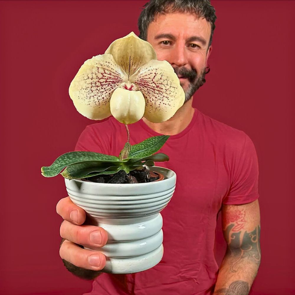 orchids are eccentric in floral arrangements and for new ideas of creativity while also being a symbol representing the zodiac sign - Aquarius