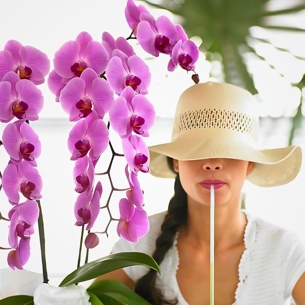 Orchids by Anthura - one of the more birth flowers that represent the zodiac sign - Aquarius