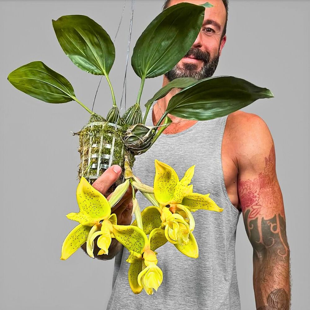  Stanhopea wardii - a popular and captivating orchid as well as one of the Aquarius birth flowers