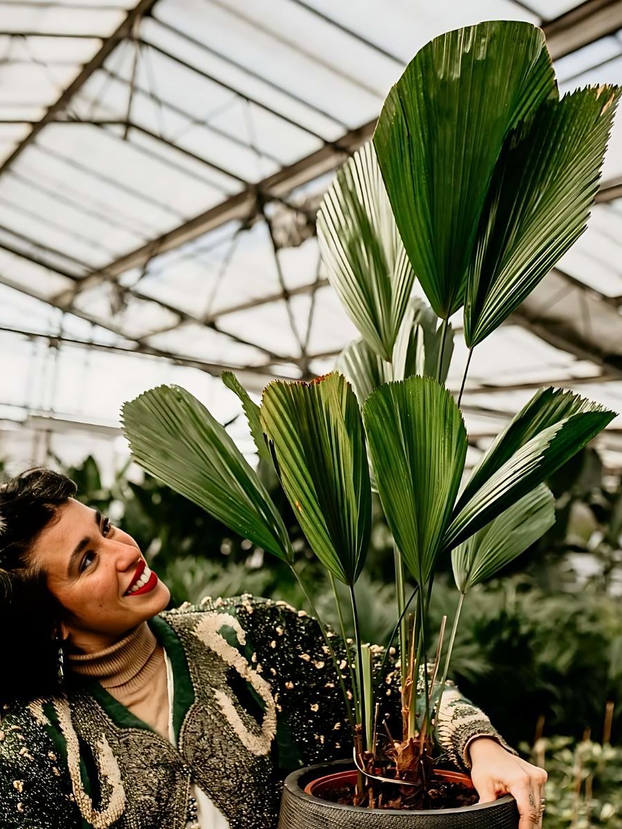 The most elegant of small palm trees - The Licuala grandis