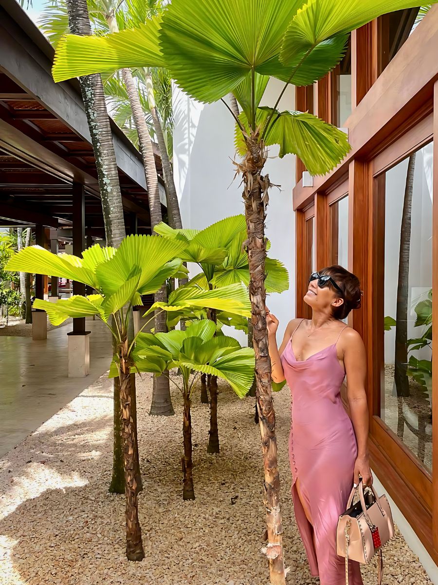 Licuala grandis can grow up to 15 feet or 3 meters tall in length