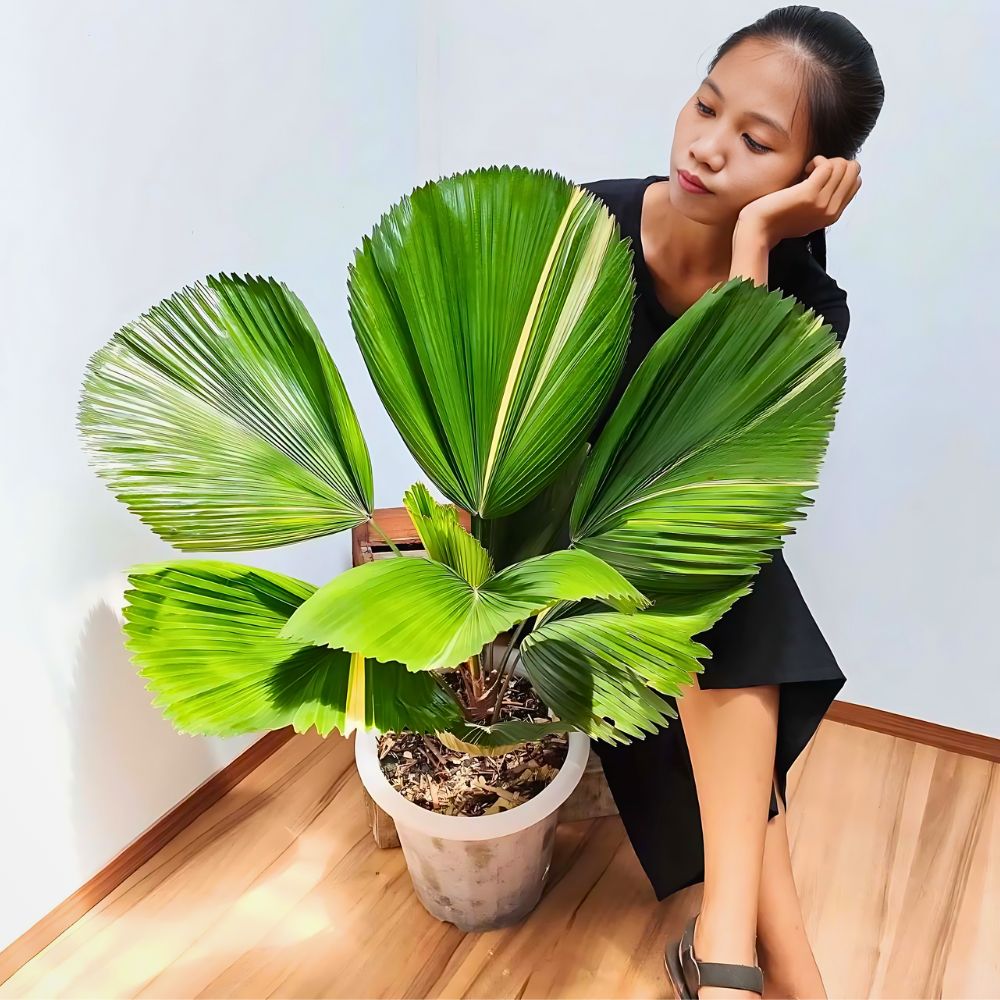 a woman staring at her potted licuala grandis