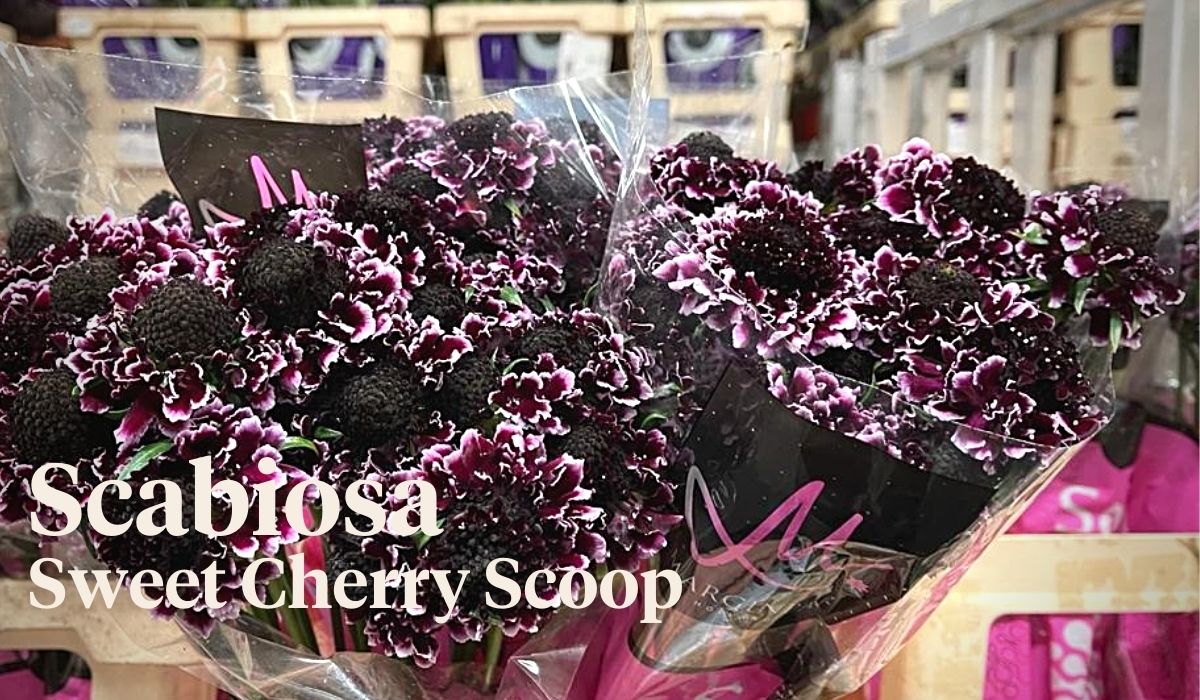 Peter van Delft weekly Menu Valentine - Scabiosa Sweet Cherry Scoop