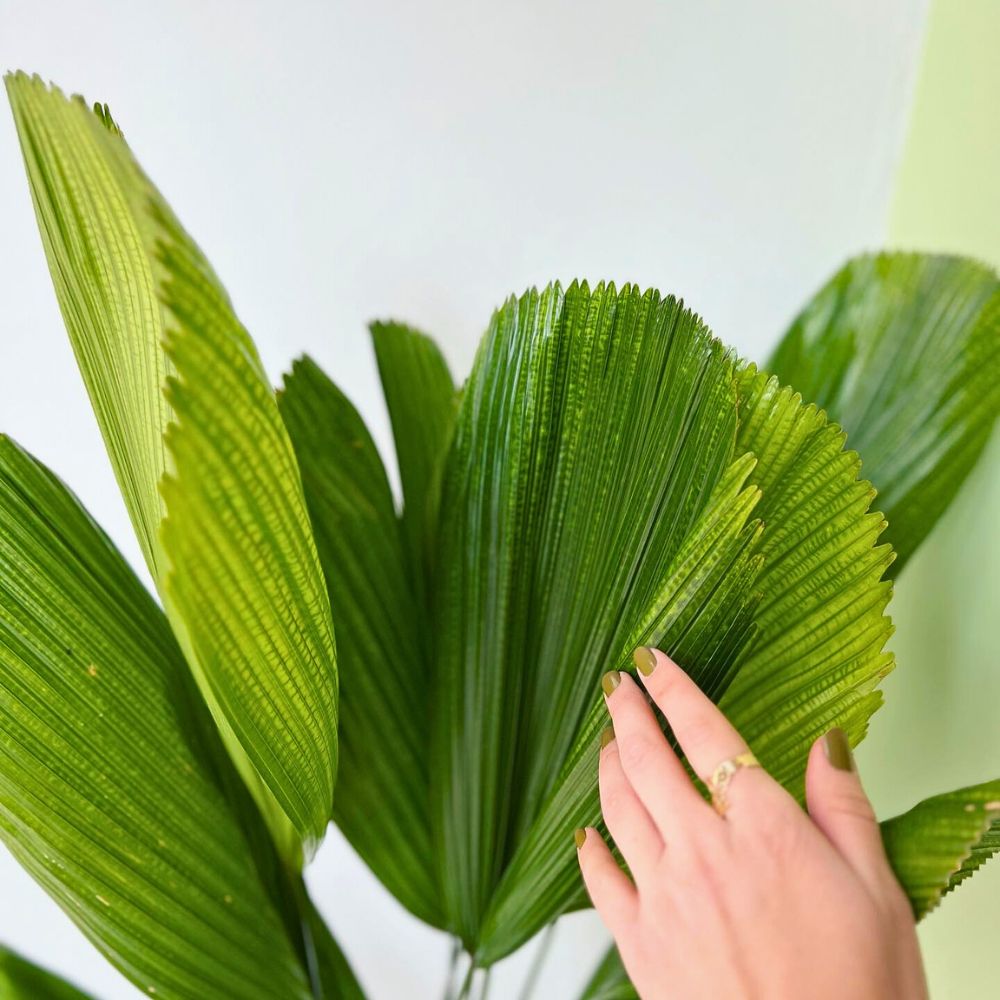 woman touching and feeling the leaves of ruffled fan palm