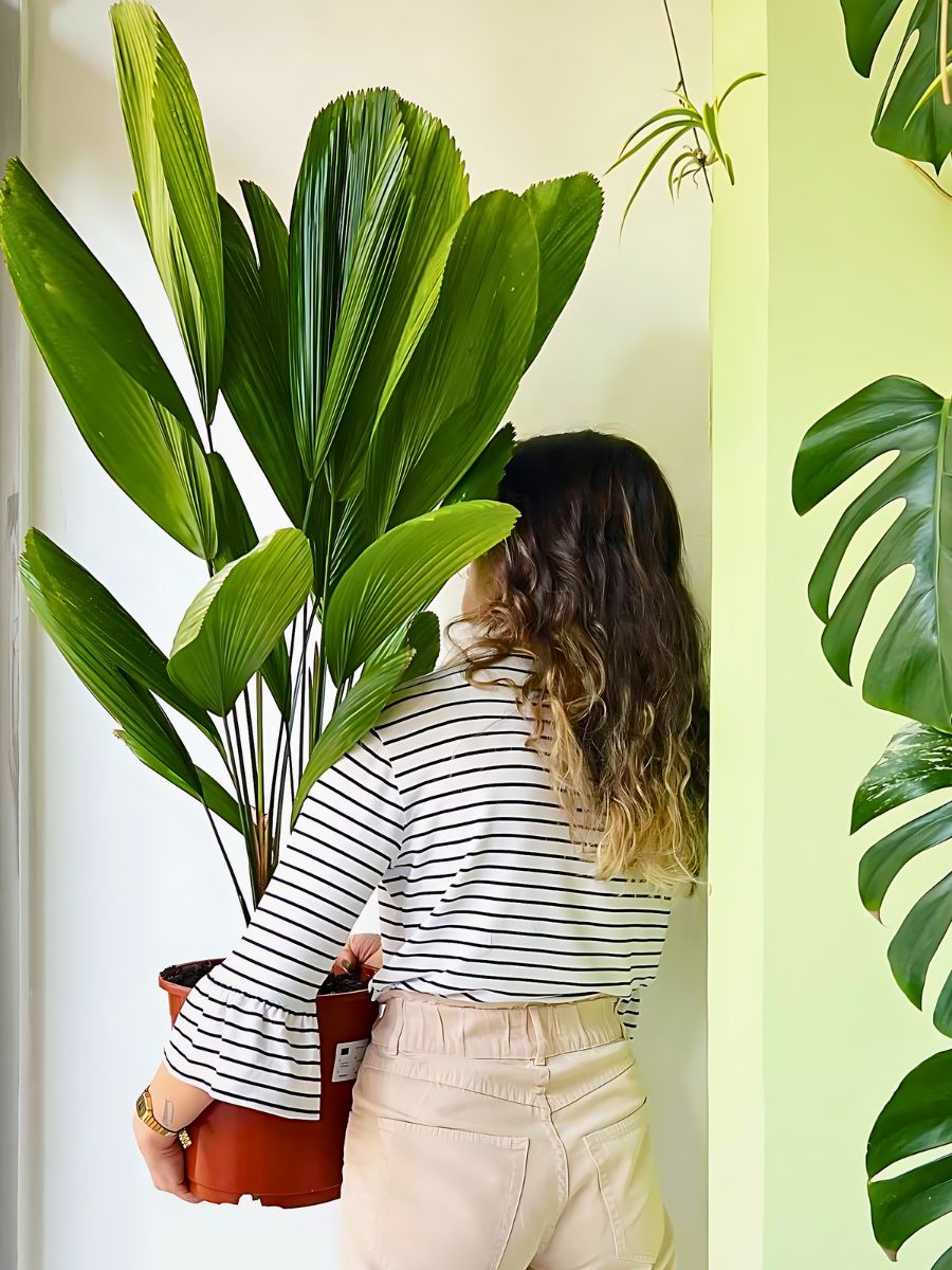 woman holding a container pot of Licuala grandis with Monstera leaves in the background