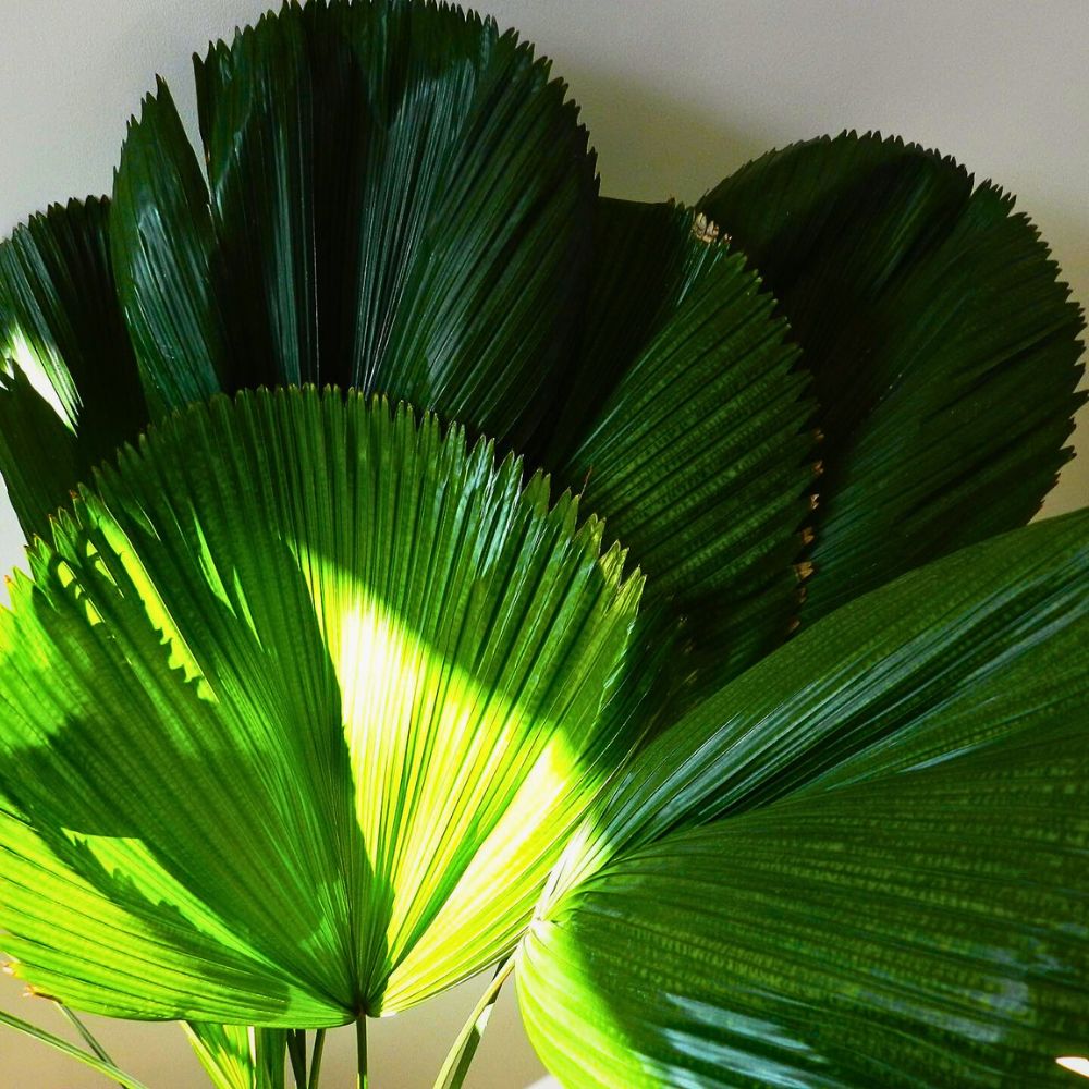 sun-soaking ruffled fan palms