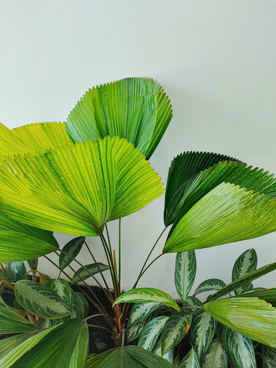 leaves of ruffled fan palm in white background