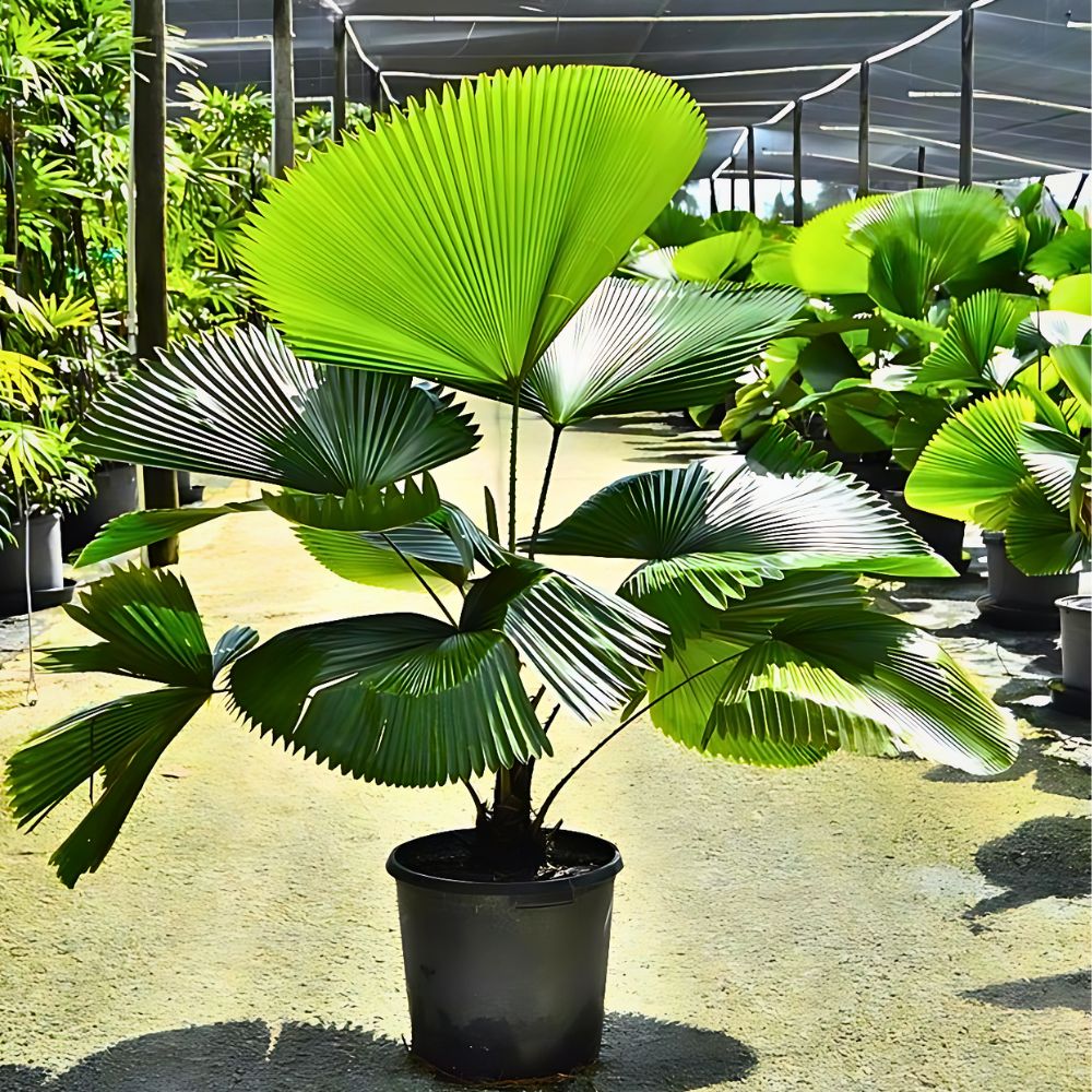 Licuala grandis, scientifically classified within the Arecaceae family