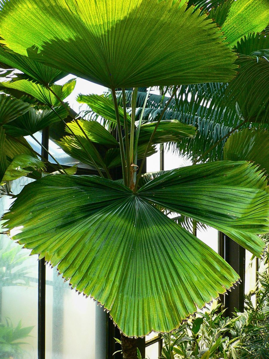 Maintenance of the Licuala Grandis