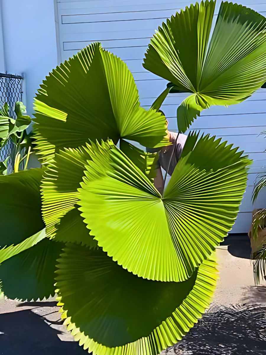 Licuala Grandis, the Ruffled Fan Palm