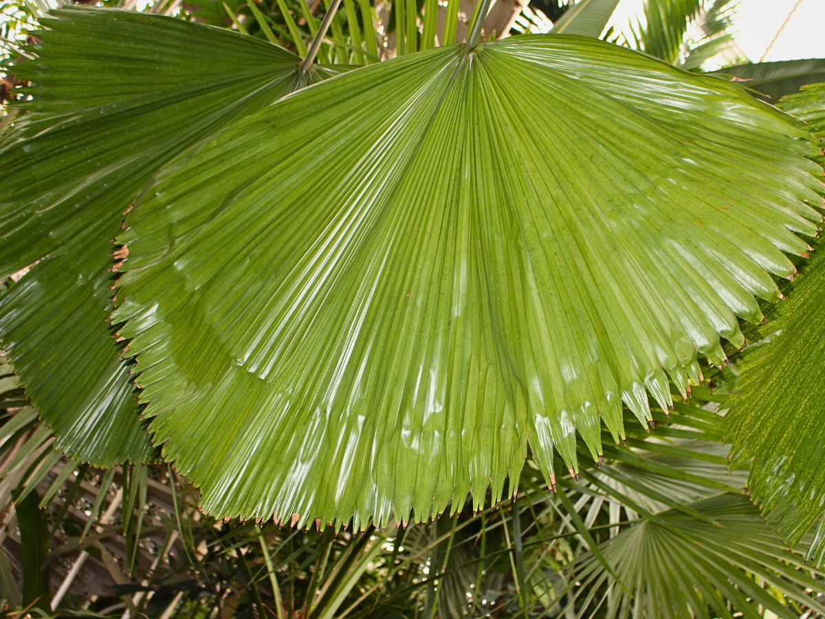 the ruffled leaves of Licuala grandis