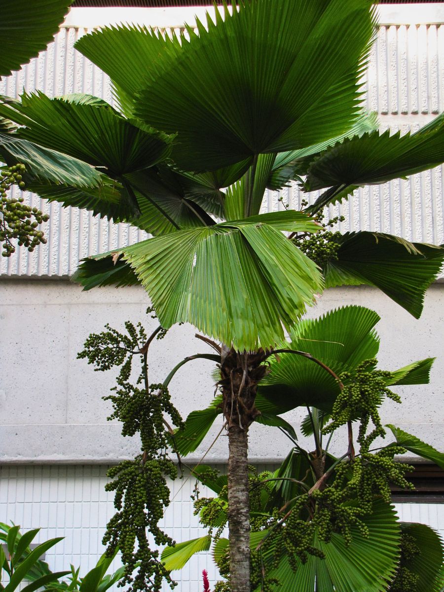 The Licuala grandis palm showing its fruits