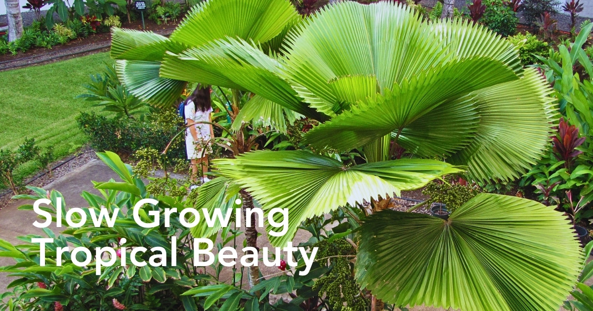 Licuala Grandis Also Known as the Ruffled Fan Palm - Thursd Article