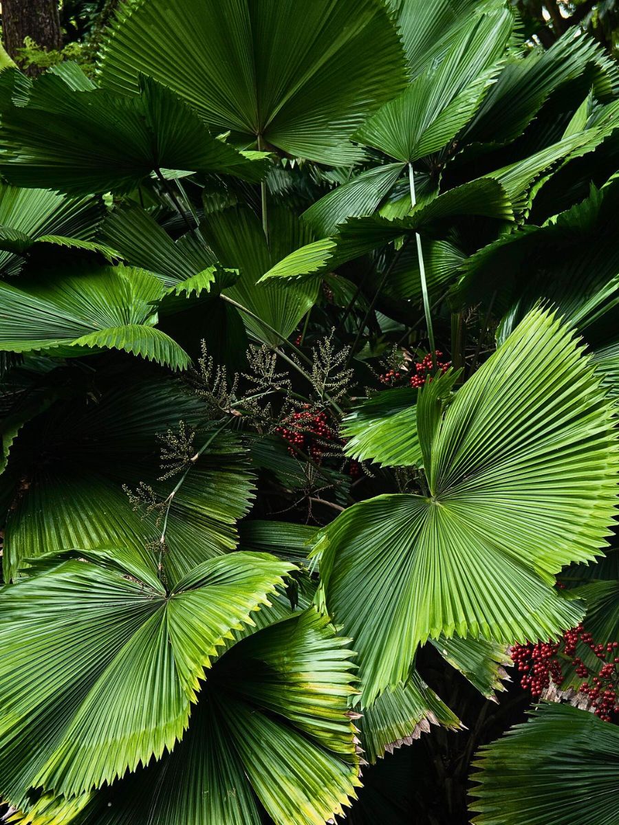 leaves of Licuala Grandis Palm, aka ruffled lantan palm