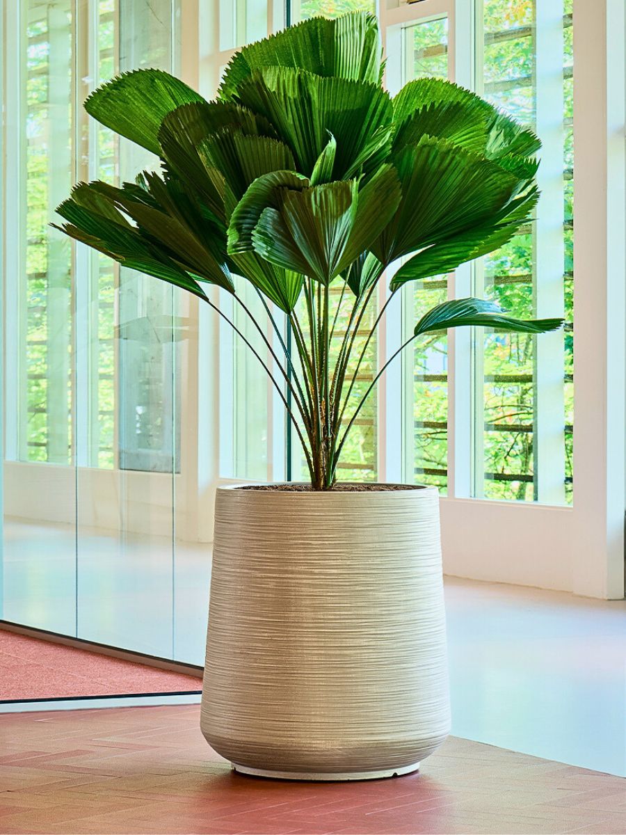 Licuala grandis, affectionately known as the ruffled fan palm