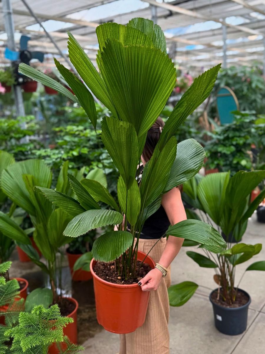 Vanuatu fan palm prefers warm conditions year-round.