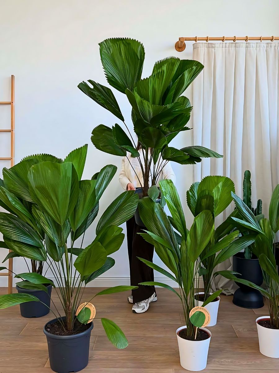 Vanuatu fan palms indoors