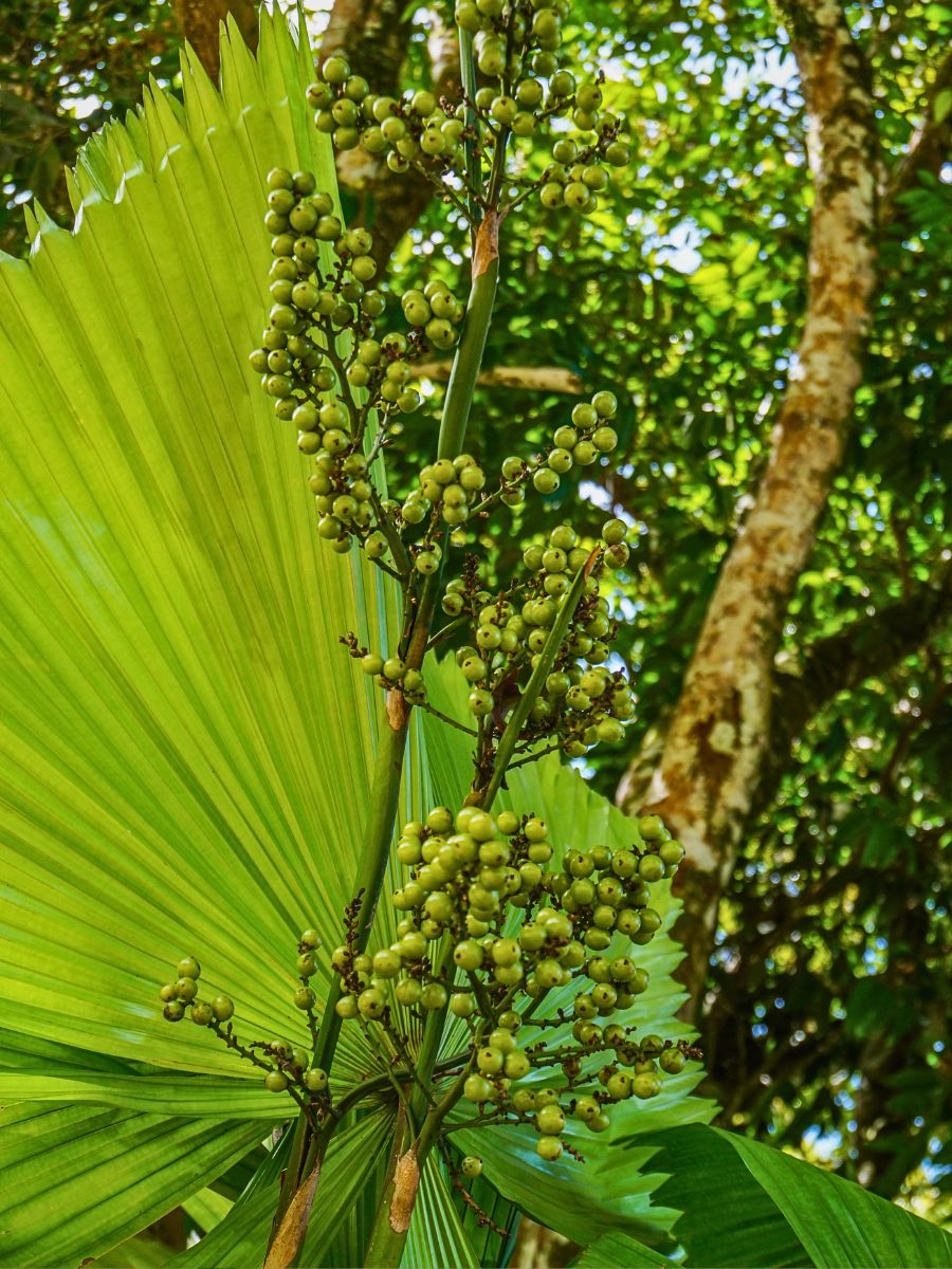flowers of Ruffled Fan Palm