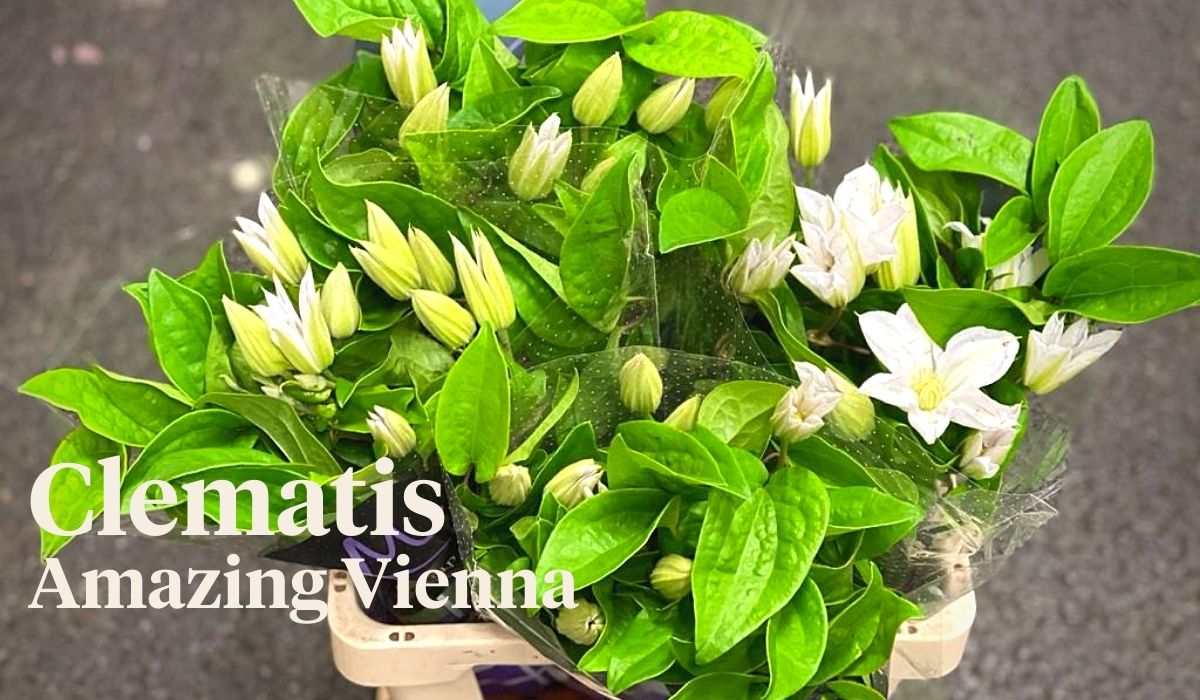 Peter van Delft weekly Menu Valentine - Clematis Amazing Vienna