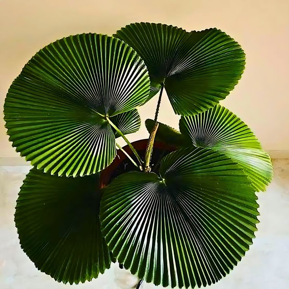 notched tips of leaves of the Licuala grandis