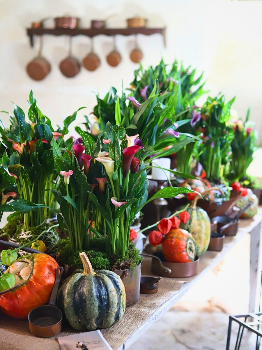 Callas and Thanksgiving