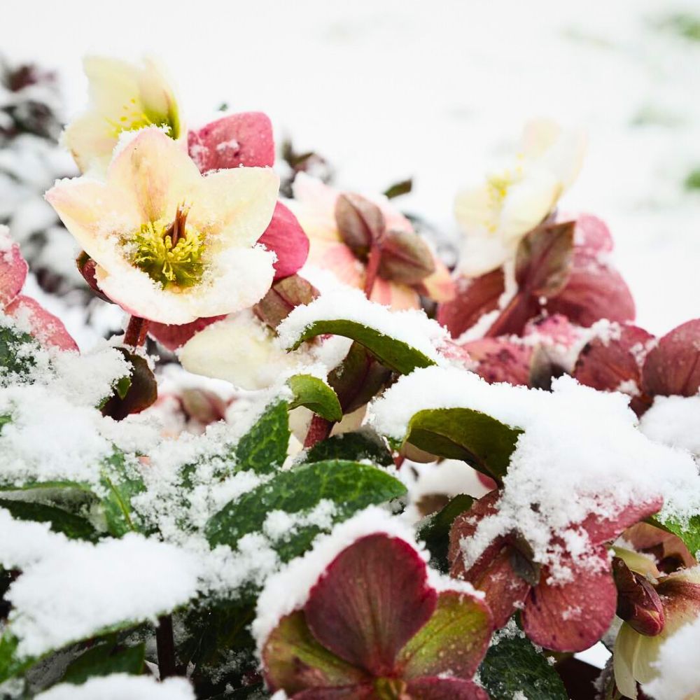 Gearing Your Winter Aesthetics as You Bid Farewell to the Fall Season