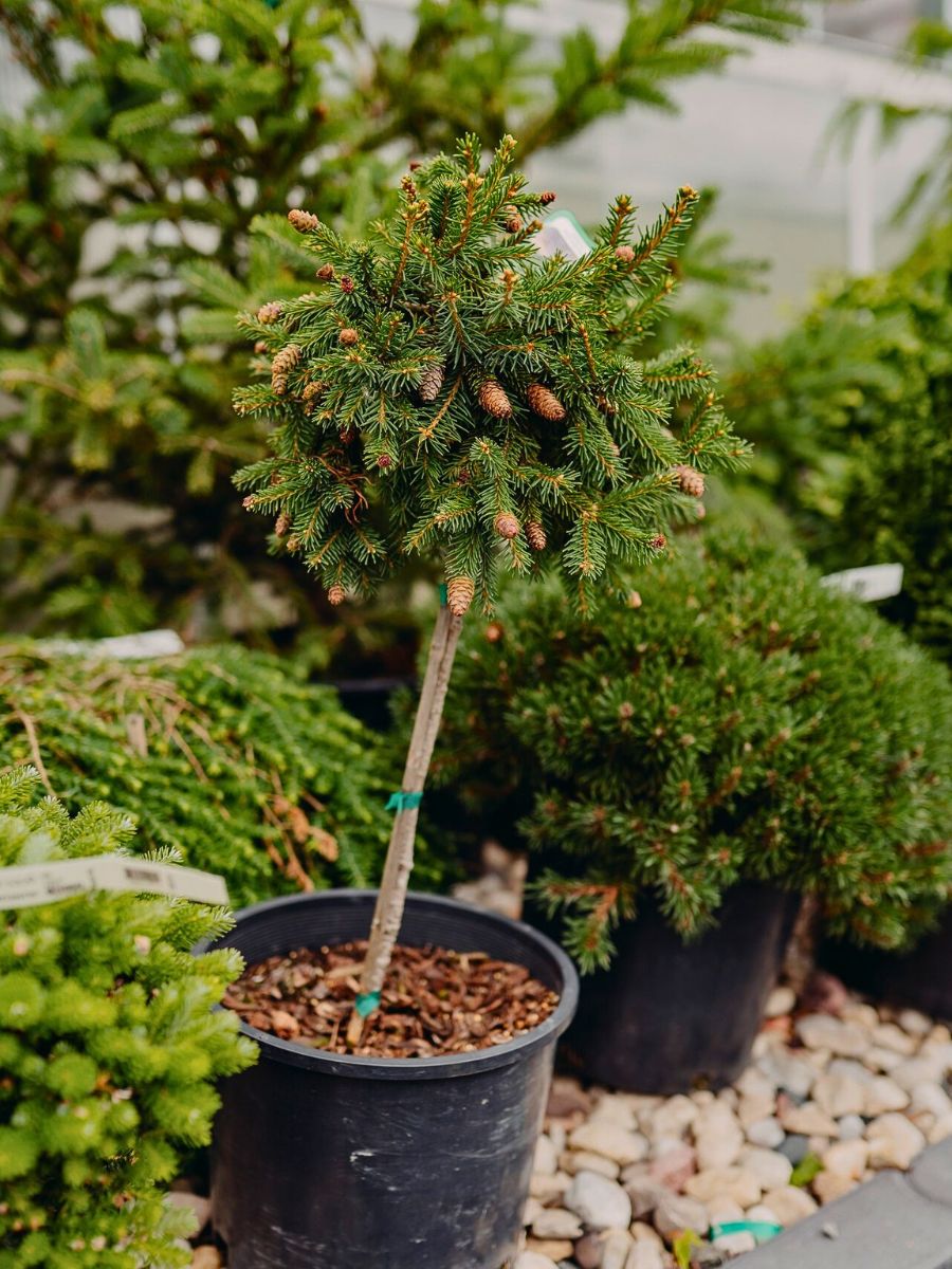 Gearing Your Winter Aesthetics as You Bid Farewell to the Fall Season