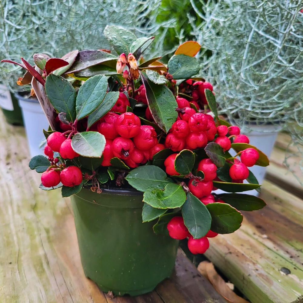 Gearing Your Winter Aesthetics as You Bid Farewell to the Fall Season