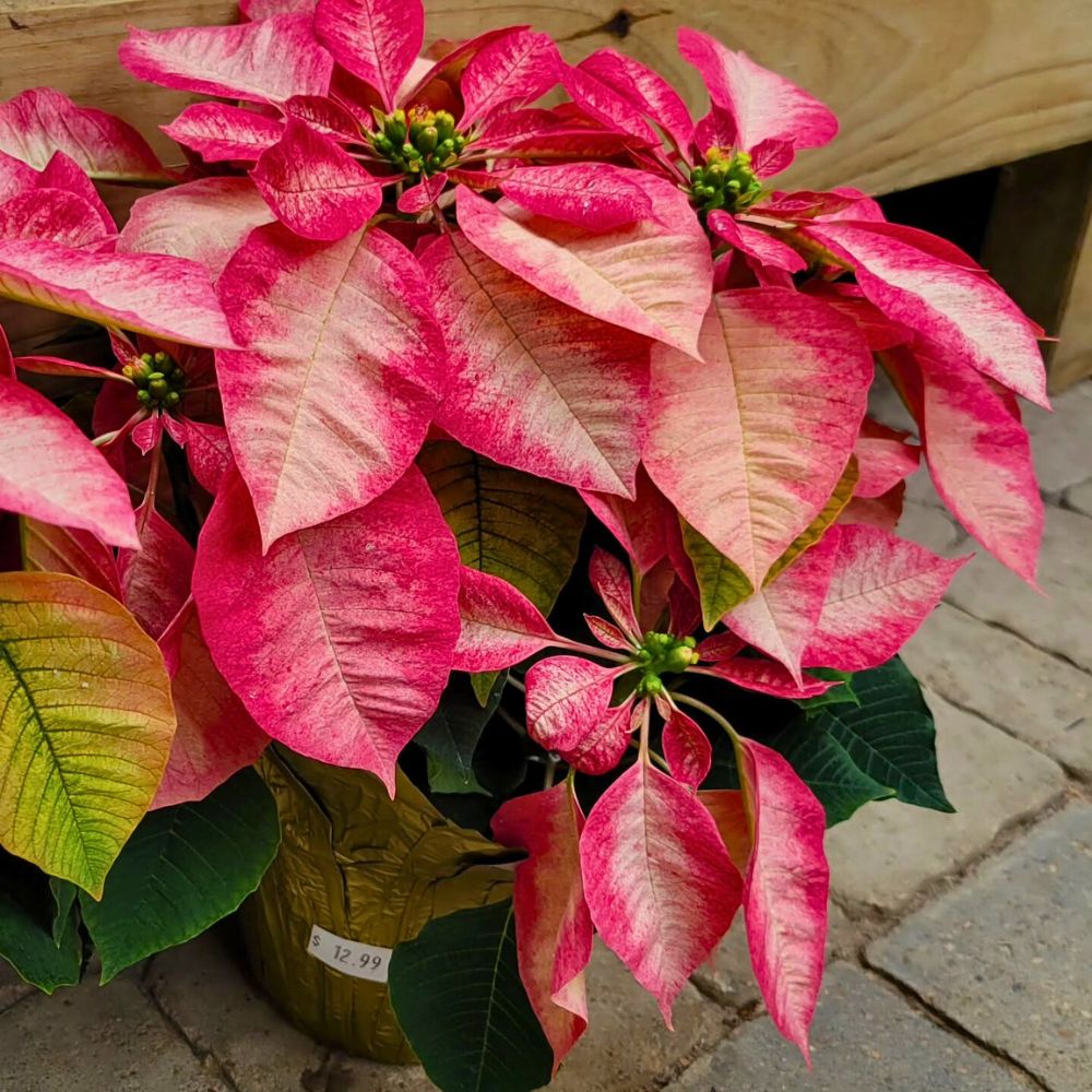 Gearing Your Winter Aesthetics as You Bid Farewell to the Fall Season