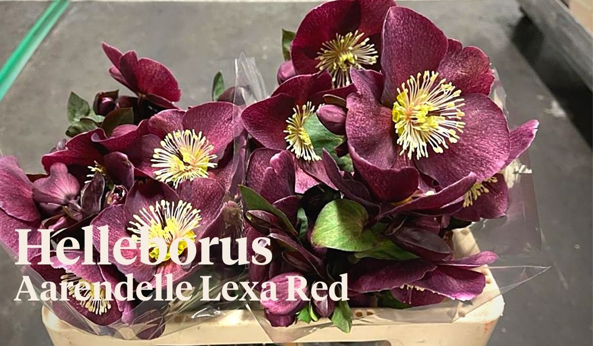 Peter van Delft weekly Menu Valentine - Helleborus Aarendelle Lexa Red