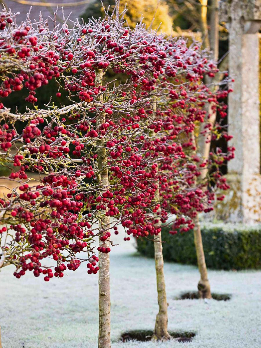 Gearing Your Winter Aesthetics as You Bid Farewell to the Fall Season