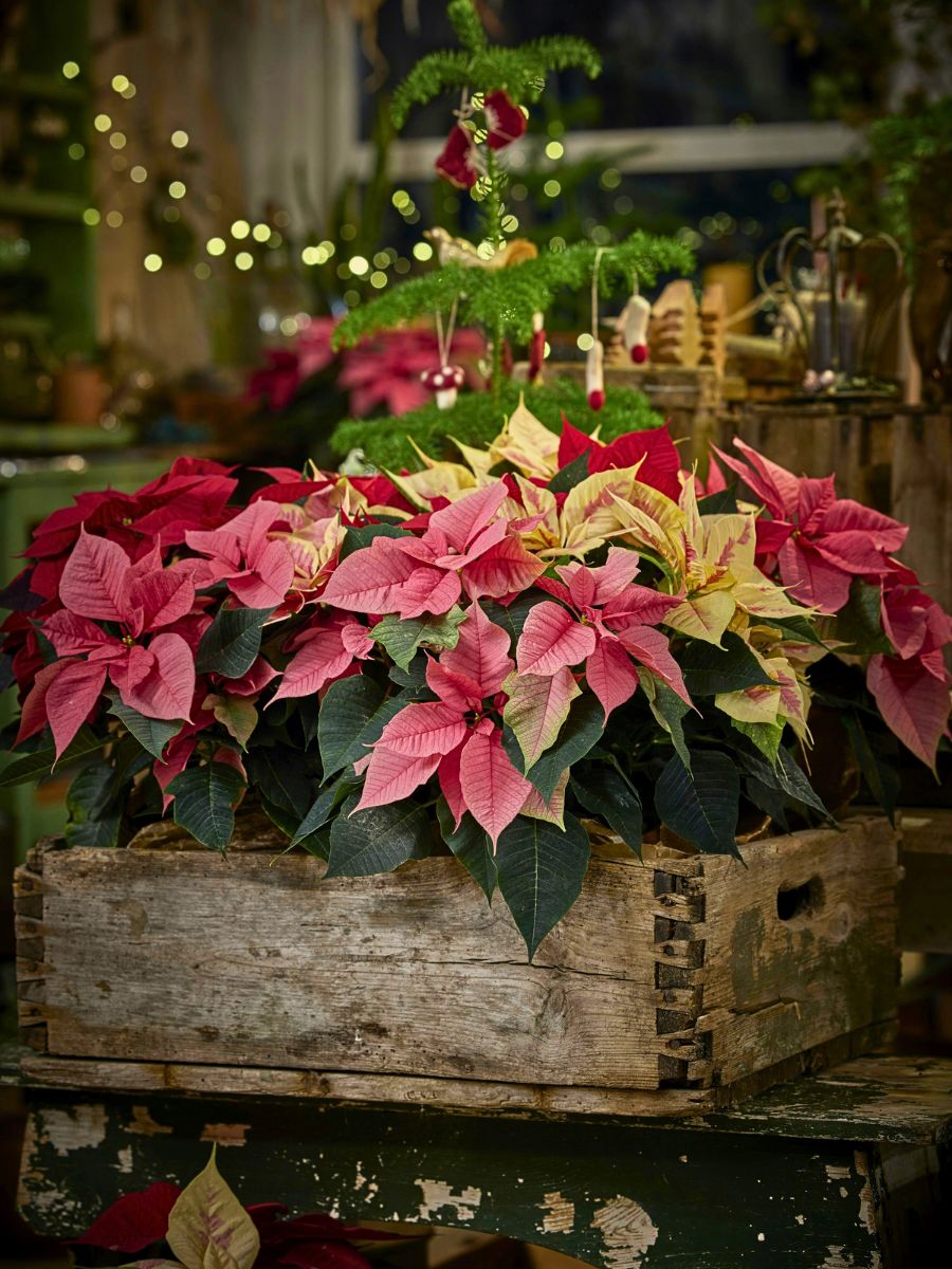 Gearing Your Winter Aesthetics as You Bid Farewell to the Fall Season