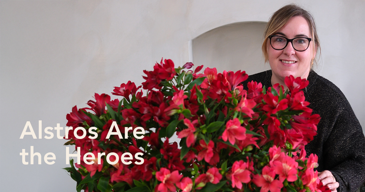 Tesselaar Alstroemeria Rachel Kennedy
