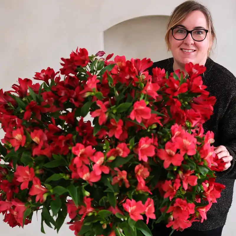 Tesselaar Alstroemeria Rachel Kennedy
