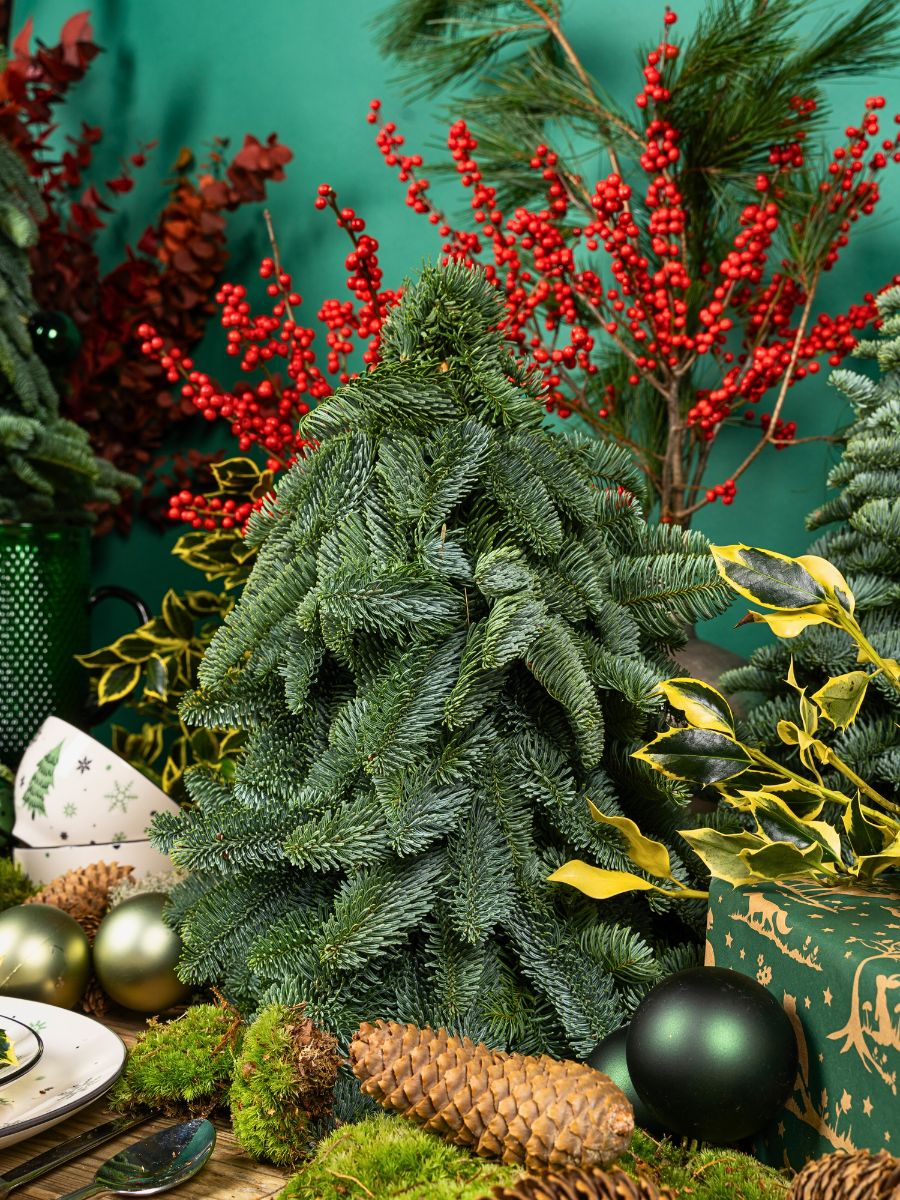 Adomex’s Christmas Greens Bring the Holiday Season to Life - Thursd Article