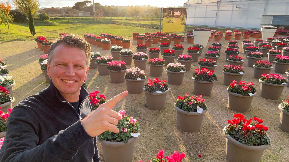 Peter van Delft by Morel with Cyclamen 