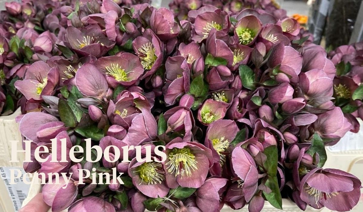 Peter van Delft weekly Menu - Helleborus Penny Pink