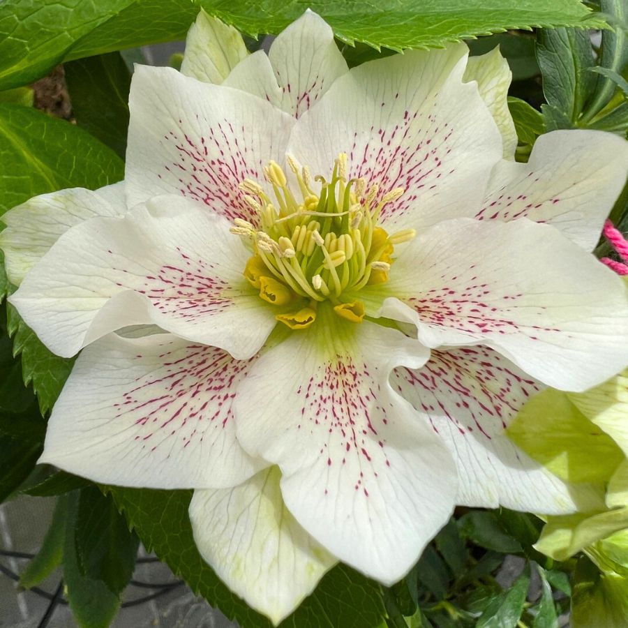 Helleborus Orientalis GROOVE by Morel