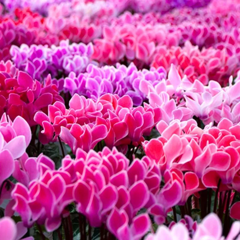 Cylamen BISOUS  by @Morel