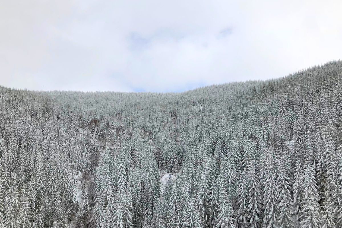 Christmas evergreens in Mount St Helen