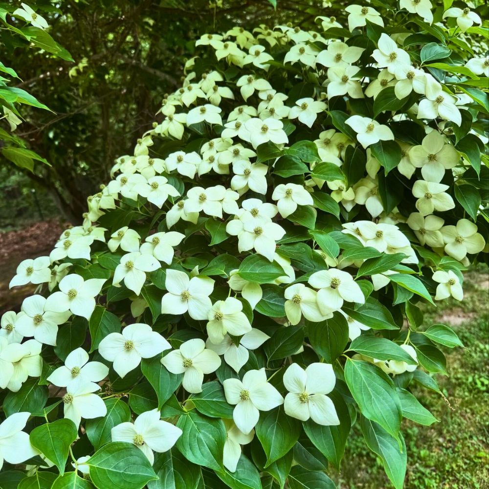 Flowering dogwood in a forest