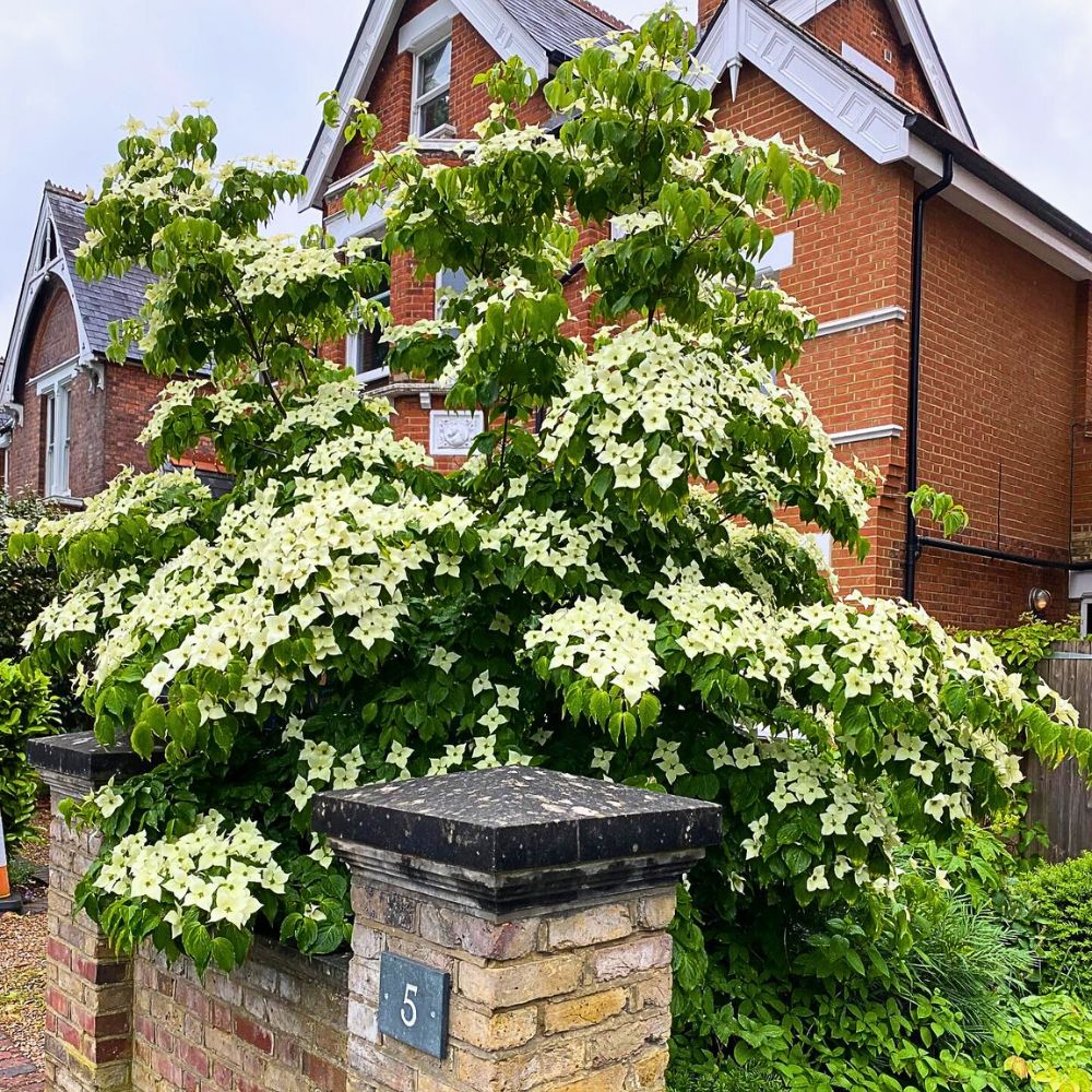 North Carolina state flower - Flowering dogwood tree in a garden