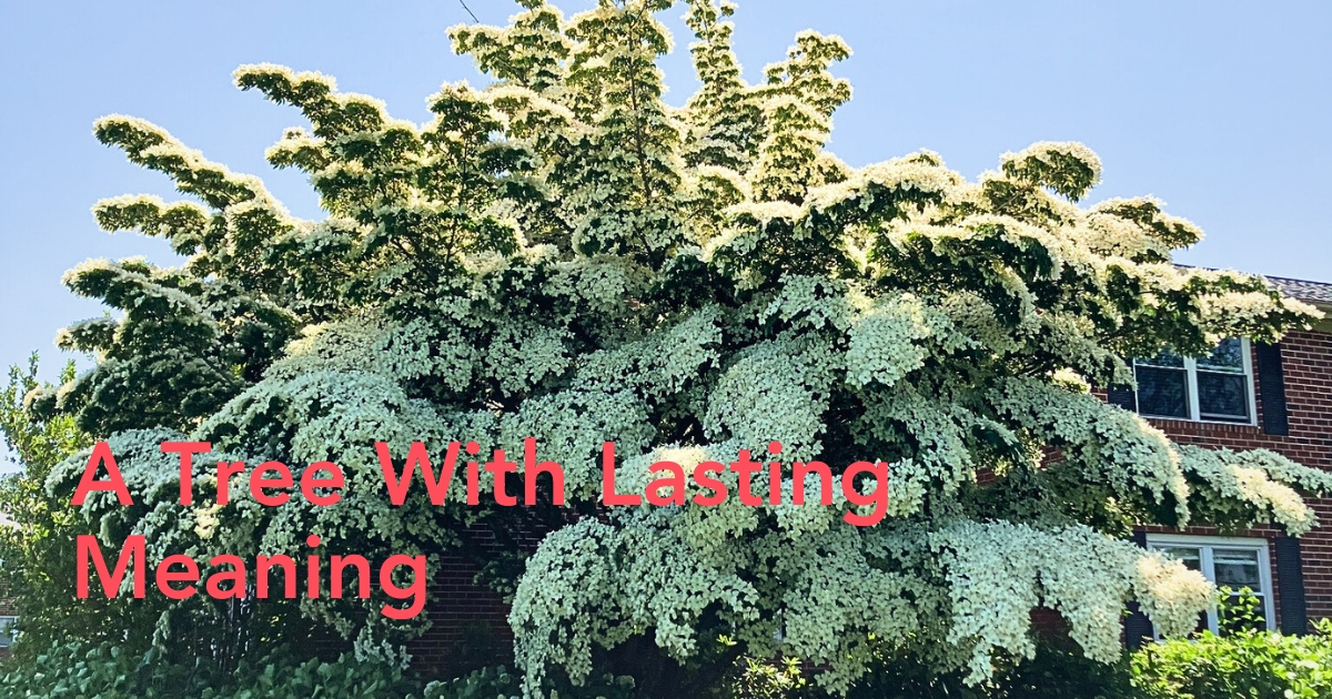 North Carolina state flower