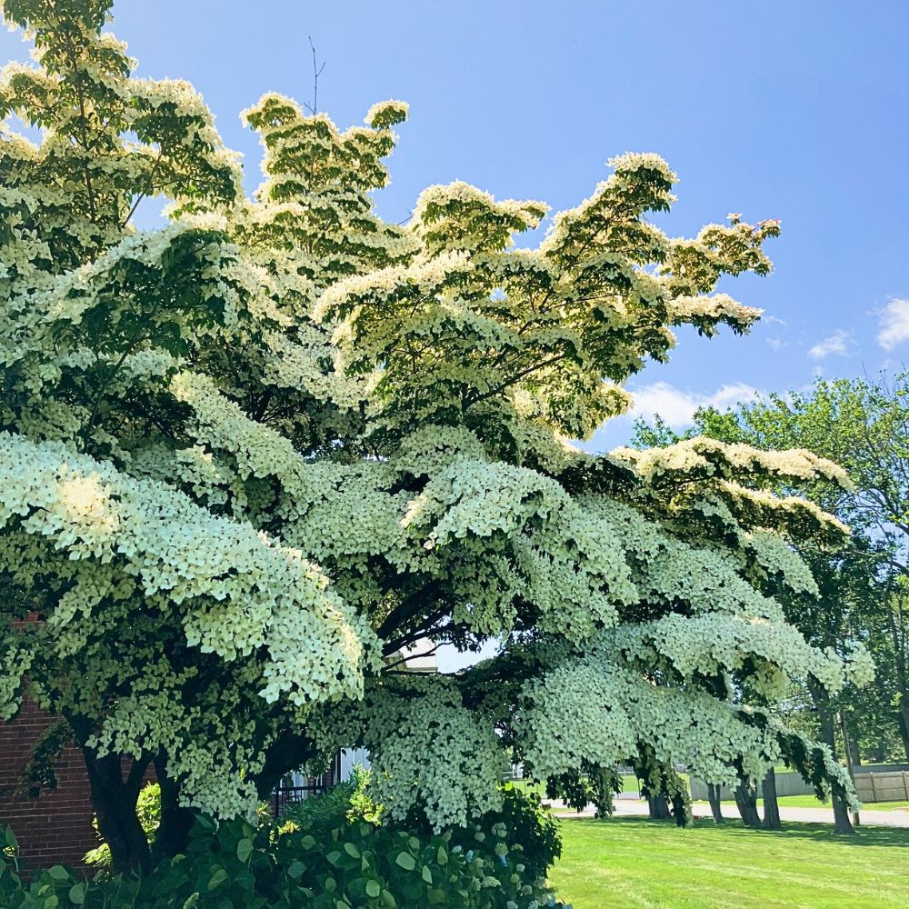 The beautiful white flowers of dogwood tree