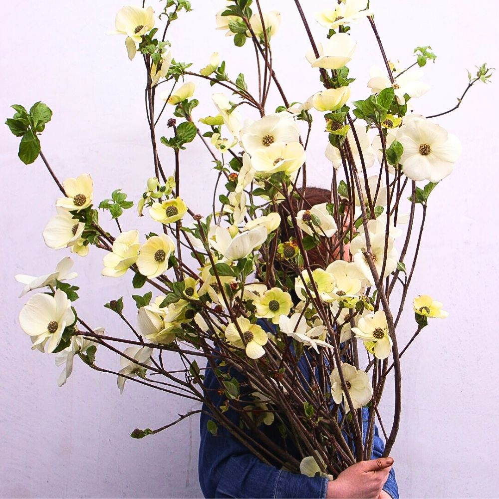 A bunch of dogwood flowers