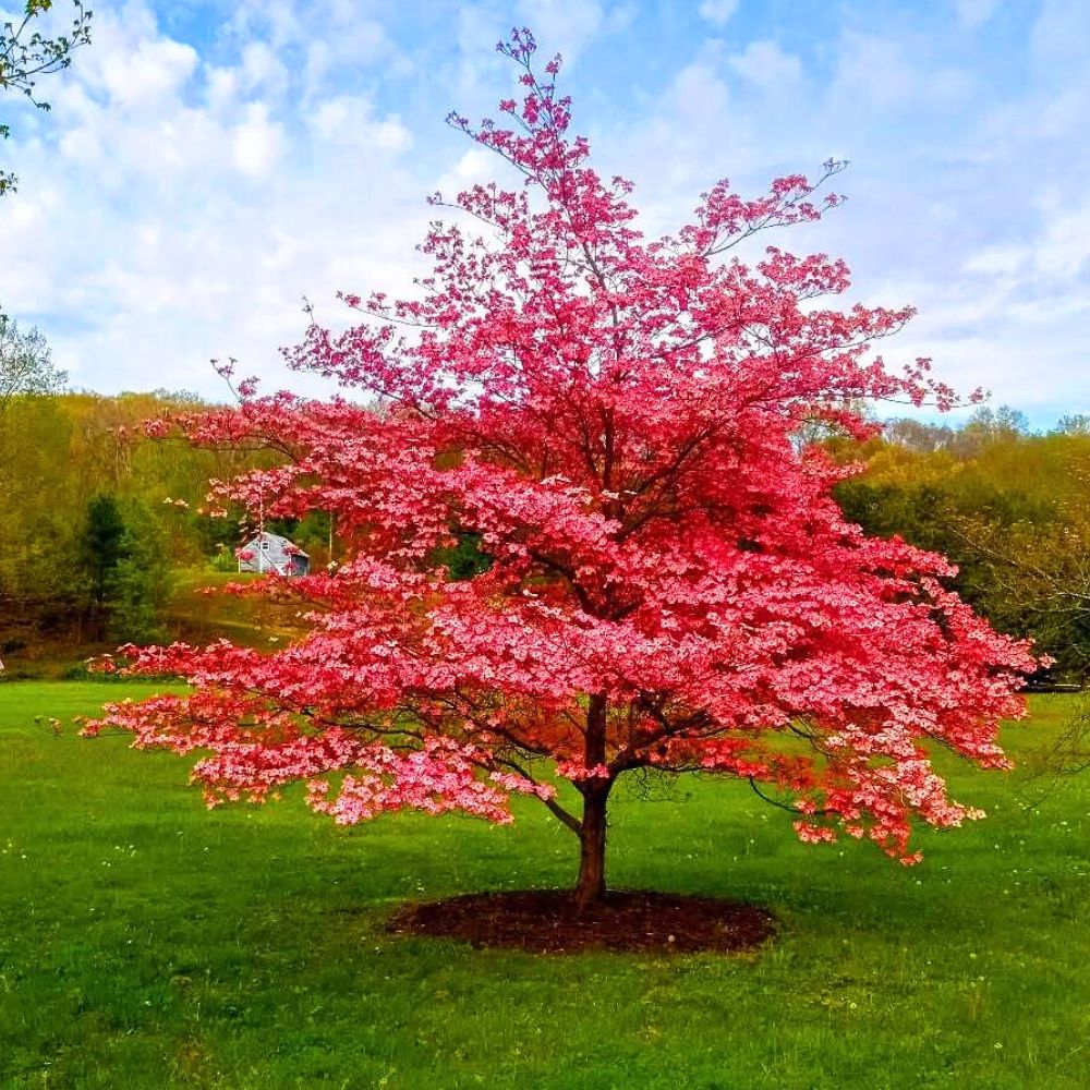 Red flowering dogwood tree in a garden